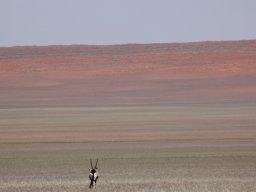 Oryxantilope in Namibwüste, Namibia